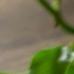 huevos a la mexicana