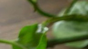 huevos a la mexicana