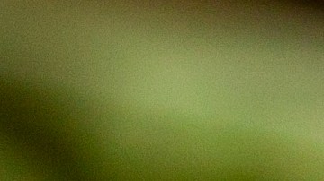 Cebollas rellenas de arroz y hierbas