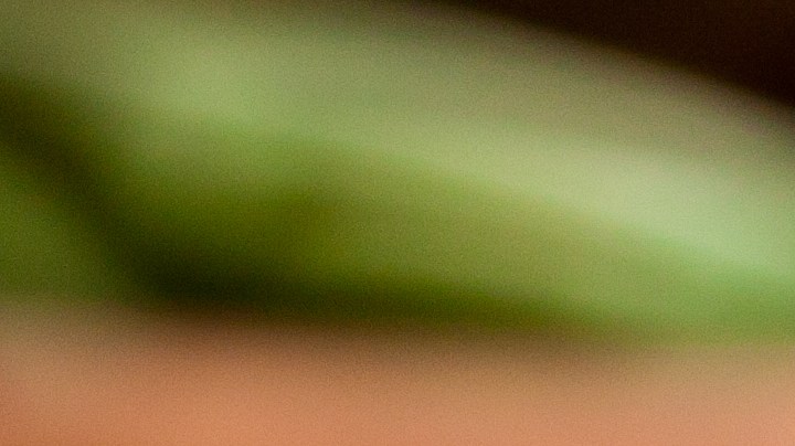 Cebollas rellenas de arroz y hierbas