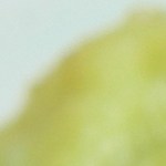 Filete de halibut rebozado