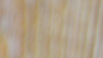 Cebollas rellenas de pavo y queso crema