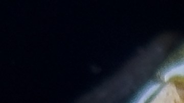 Robalo con reducción de cítricos