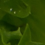 Robalo en salsa teriyaki