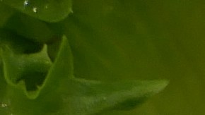 Robalo en salsa teriyaki