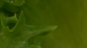 Robalo en salsa teriyaki