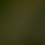 marquis de chocolate