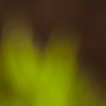 hamburguesa de salmón con salsa tártara