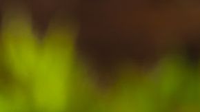 hamburguesa de salmón con salsa tártara