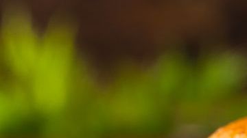 hamburguesa de salmón con salsa tártara