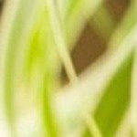 malteada de chocolate