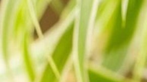 malteada de chocolate