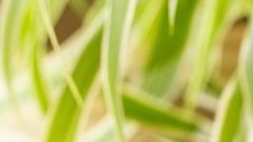 malteada de chocolate