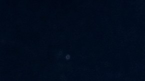 Cabracho con mejillones