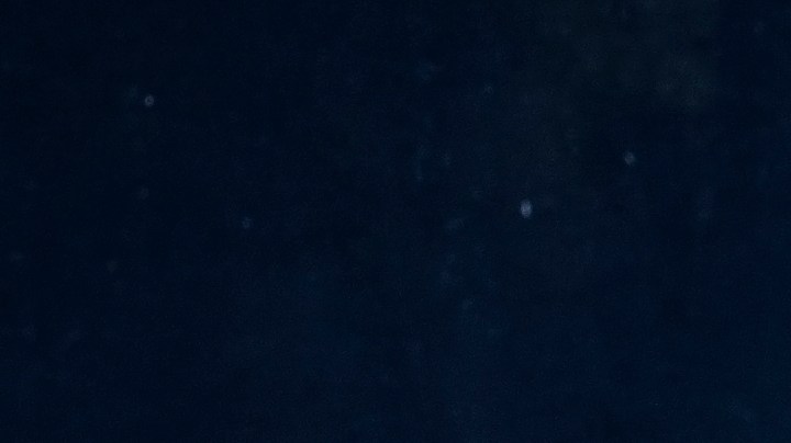 Cabracho con mejillones