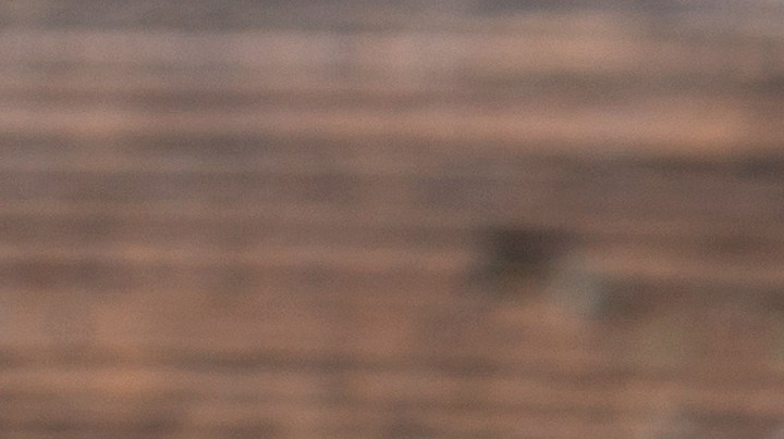 t-bone con ajo y tomillo