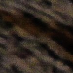 Tacos dorados de atún