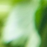 tacos dorados de queso