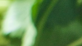 tacos dorados de queso