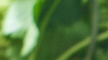 tacos dorados de queso