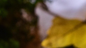 tagliatelle con setas porcini