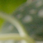 pisto de verduras y huevo