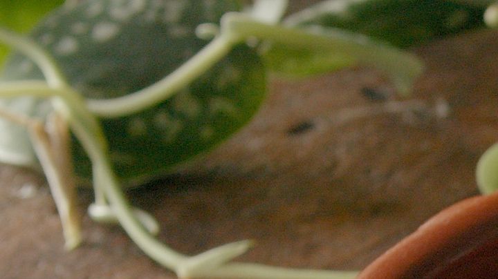 pisto de verduras y huevo