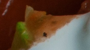 Plato con flautas de carne deshebrada, salsa roja, crema y lechuga