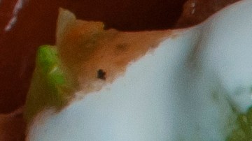 Plato con flautas de carne deshebrada, salsa roja, crema y lechuga