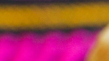 Un plato con flautas de carnitas, salsas clásicas y lechuga