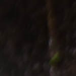 Pechuga de pollo a la plancha con salsa de coco