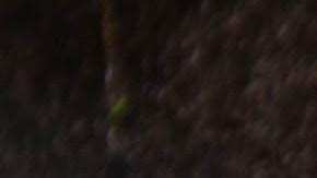 Pechuga de pollo a la plancha con salsa de coco