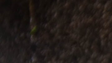 Pechuga de pollo a la plancha con salsa de coco