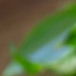 2 batidos con piquete