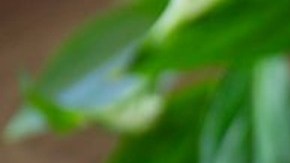 2 batidos con piquete