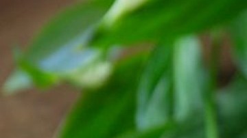 2 batidos con piquete