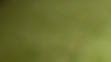 Calabacines rellenos de ricotta