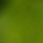 Pechugas de pollo a la plancha con salsa de champiñones