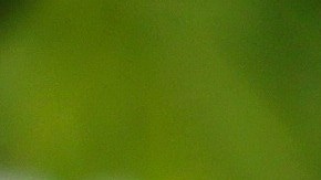 Pechugas de pollo a la plancha con salsa de champiñones