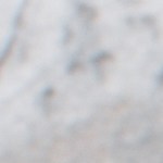 Milanesa de pollo empanizada con pico de gallo