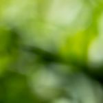 sopa campesina de verduras con arroz