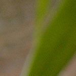 pollo al estilo asiático