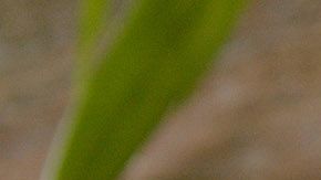 pollo al estilo asiático