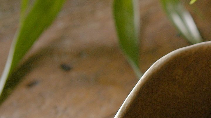 pollo al estilo asiático