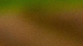 rubs para carne y pollo