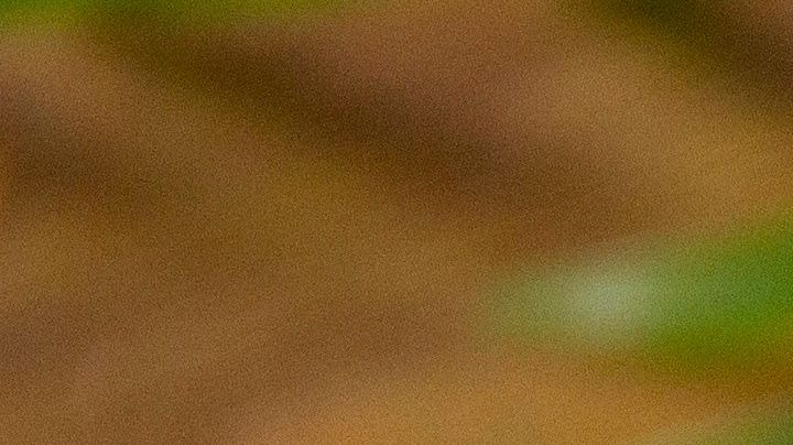 rubs para carne y pollo