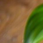 Queso brie al horno con manzana caramelizada y tocino