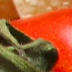 pappardelle vegano al ragú de lentejas