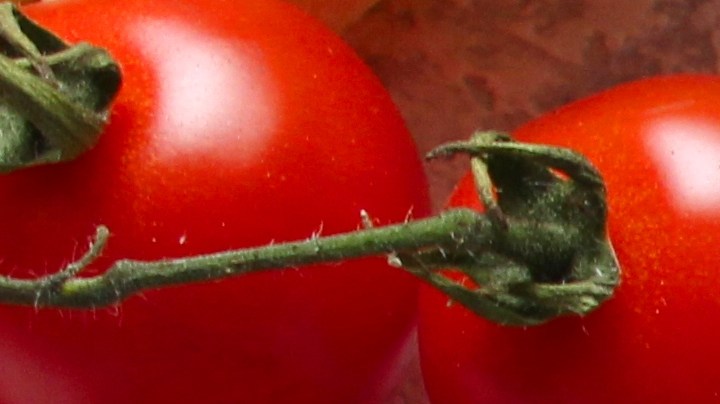 pappardelle vegano al ragú de lentejas