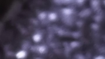 Osobuco con espárragos